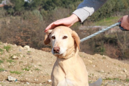 Eva è una dolcissima femmina der. segugio, buona con gli altri cani, adora le coccole e le passeggiate, adatta a tutti. X info: 3349287782ù