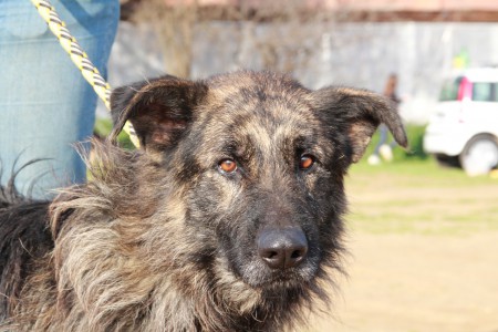 Marte è un meraviglioso derivato Spinone giovanissimo. Bravo al guinzaglio e con le persone, non compatibile con altri cani. X info 3349287782