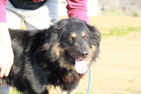 Orlando, dolcissimo derivato Setter Gordon di circa 2 anni, vivace, giocherellone e pieno di vitalità, cerca una famiglia al più presto!!! x info: 3349287782