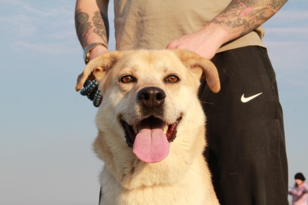 Ice, dolcissima lupoide giovanissima, ama correre e farsi coccolare, buona con le persone, un pò meno con gli altri cani. Xinfo: 33492877852
