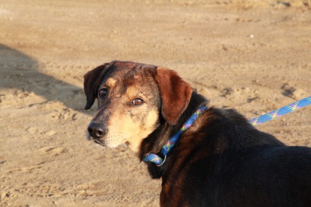 Stich, meticcio a pelo raso di taglia medio piccola. Entrato in canile nel 2008. Si trova a Valle Grande. Per info e adozione: Marta 334/9287782
