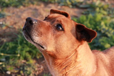 Spino è un simpaticissimo Pitbull di circa 7 anni, ha una malformazione alla zampa posteriore ma nonostante questo fa una vita normale. Buonissimo e dolcissimo. X info 3349287782